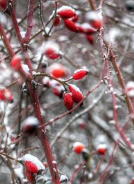 F_IMG_68438823b0813